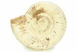 Polished Jurassic Ammonite (Perisphinctes) - Madagascar #290780-1